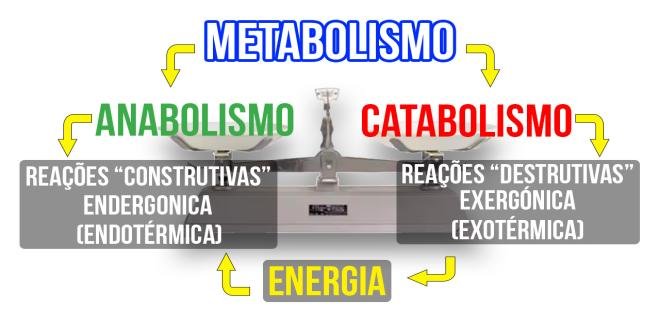 ANABOLISMO E CATABOLISMO: COMPREENDA DE UMA VEZ